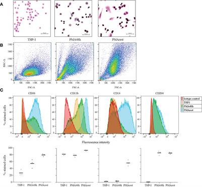 Resting time after phorbol 12-myristate 13-acetate in THP-1 derived macrophages provides a non-biased model for the study of NLRP3 inflammasome